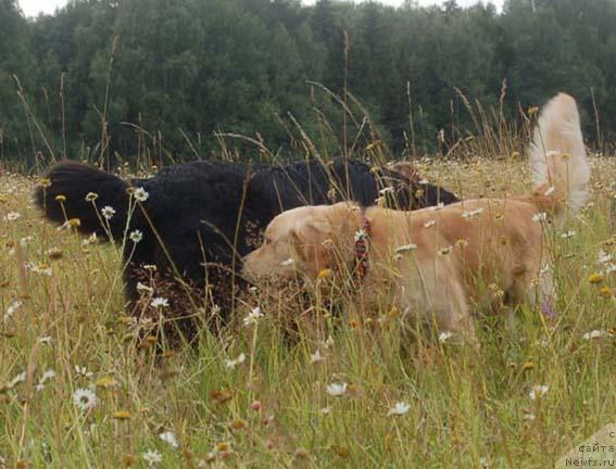 Фото: ньюфаундленд Сент Джонс Орфей