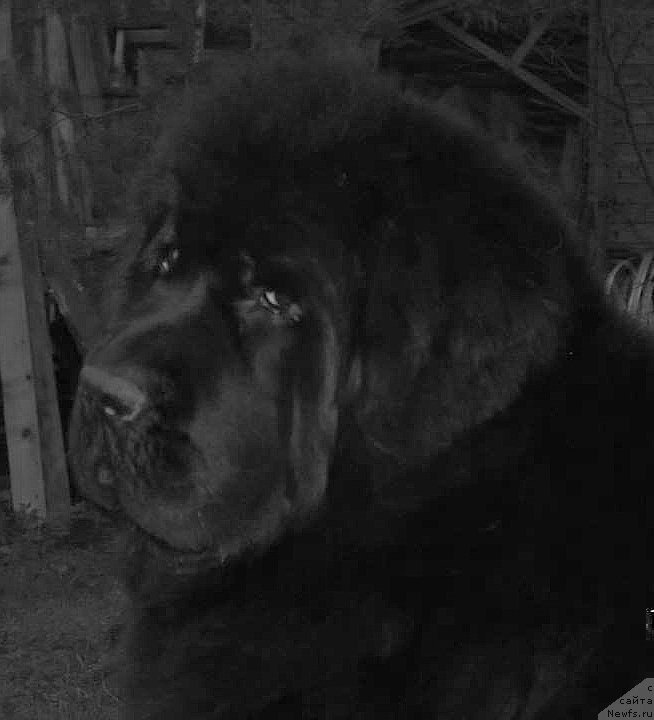 Фото: ньюфаундленд Смигар Галакси Шелл Вин (Smigar Galaxsy Shall Win)