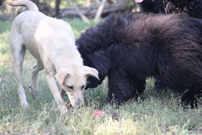 Фото: ТикиТа, ньюфаундленд А'Портос с Берега Дона (A'Portos s Berega Dona)