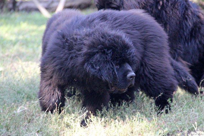 Фото: ньюфаундленд А'Портос с Берега Дона (A'Portos s Berega Dona)