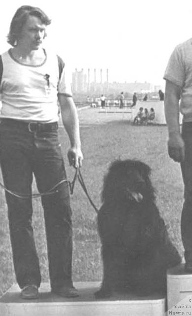 Фото: ньюфаундленд И Симона Нюфа Бей