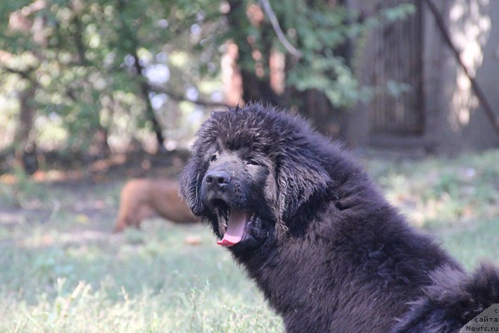 Фото: ньюфаундленд Арамис с Берега Дона (Aramis s Berega Dona)