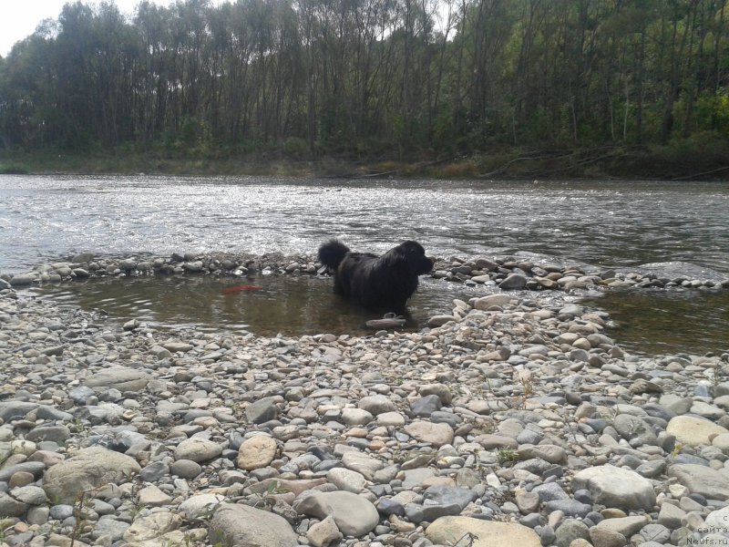 Фото: ньюфаундленд Несси Блэк с  Лесной Заимки