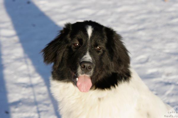 Фото: ньюфаундленд Юмма из Уникальной Коллекции