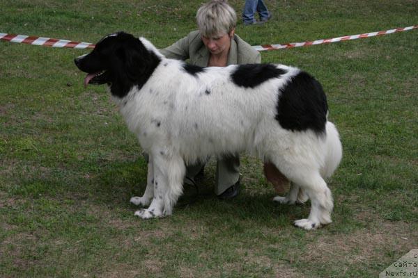 Фото: ньюфаундленд Юмма из Уникальной Коллекции