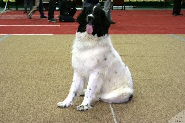 Фото: ньюфаундленд Юмма из Уникальной Коллекции