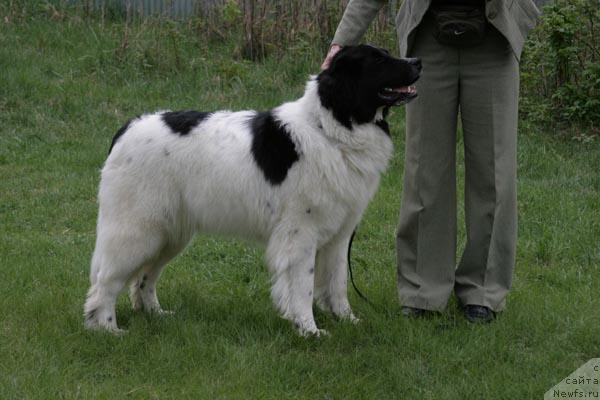 Фото: ньюфаундленд Юмма из Уникальной Коллекции