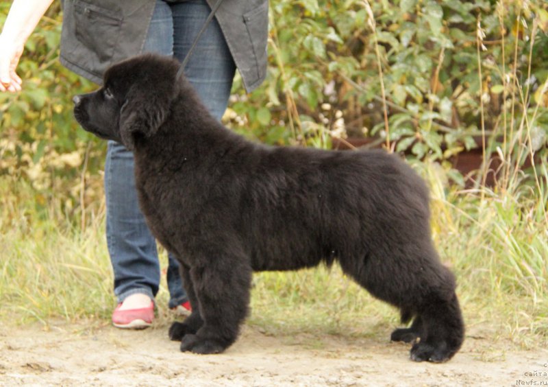 Фото: ньюфаундленд Акватория Келвин Адреналин Браун