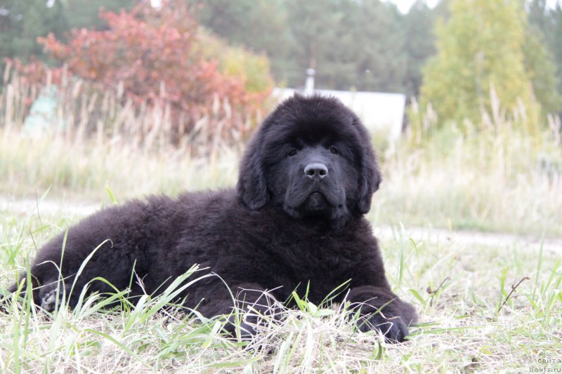 Фото: ньюфаундленд Акватория Келвин Адреналин Браун