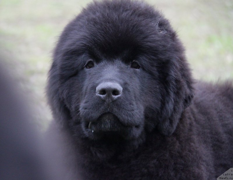 Фото: ньюфаундленд Акватория Келвин Адреналин Браун