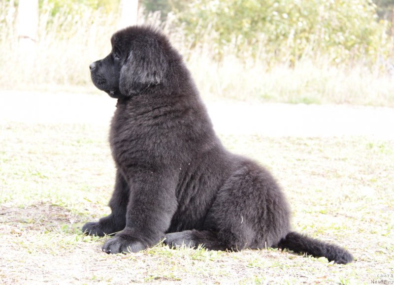 Фото: ньюфаундленд Акватория Келвин Аппле Свит