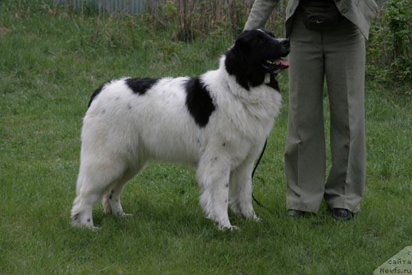 Фото: ньюфаундленд Юмма из Уникальной Коллекции