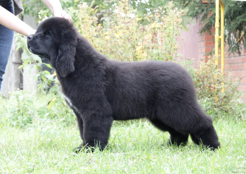 Фото: ньюфаундленд Акватория Келвин Американка