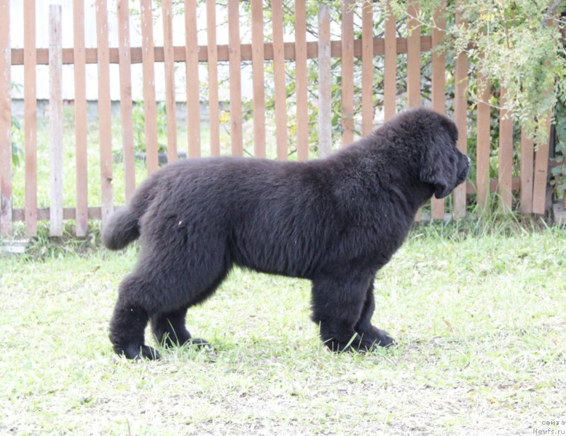 Фото: ньюфаундленд Акватория Келвин Американка