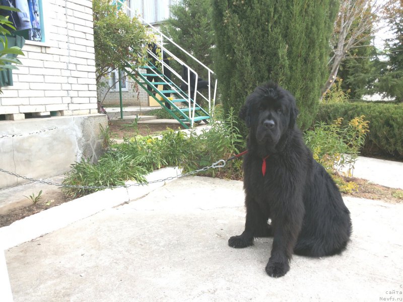 Фото: ньюфаундленд Фанньюф Улетная Девчонка (Funnewf Uletnaya Devchenka)