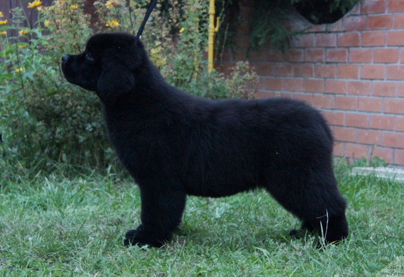 Фото: ньюфаундленд Акватория Келвин Амазинг Вэйв