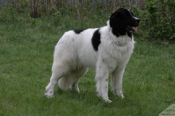 Фото: ньюфаундленд Юмма из Уникальной Коллекции