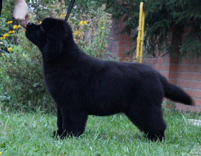 Фото: ньюфаундленд Акватория Келвин Амазинг Вэйв