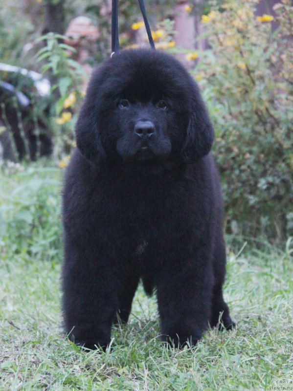 Фото: ньюфаундленд Акватория Келвин Амазинг Вэйв