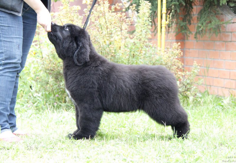 Фото: ньюфаундленд Акватория Келвин Американка