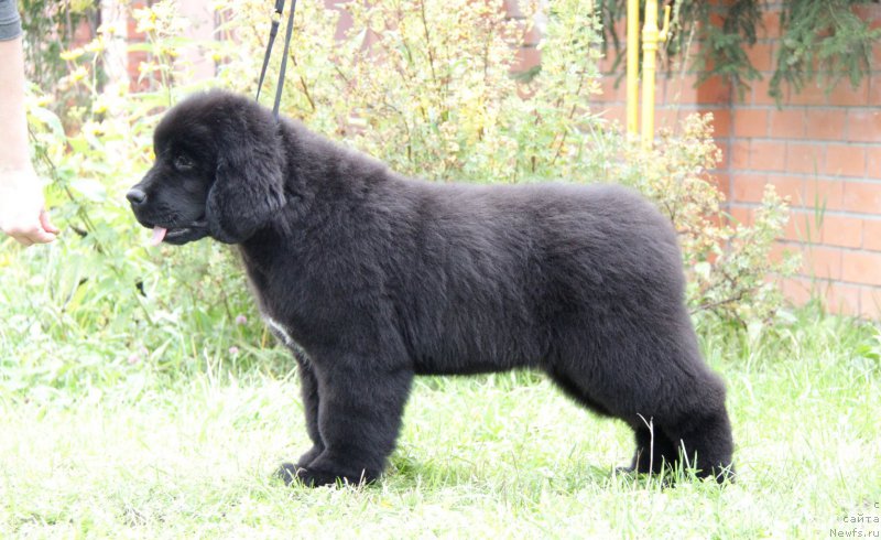 Фото: ньюфаундленд Акватория Келвин Американка