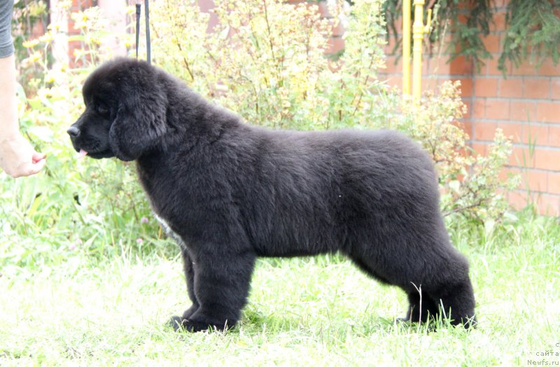 Фото: ньюфаундленд Акватория Келвин Американка