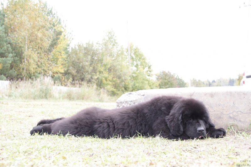 Фото: ньюфаундленд Акватория Келвин Американка