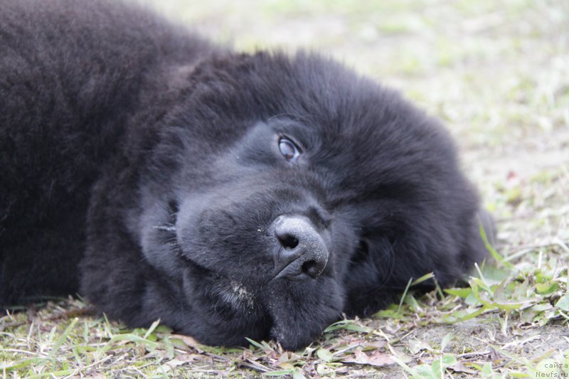 Фото: ньюфаундленд Акватория Келвин Американка