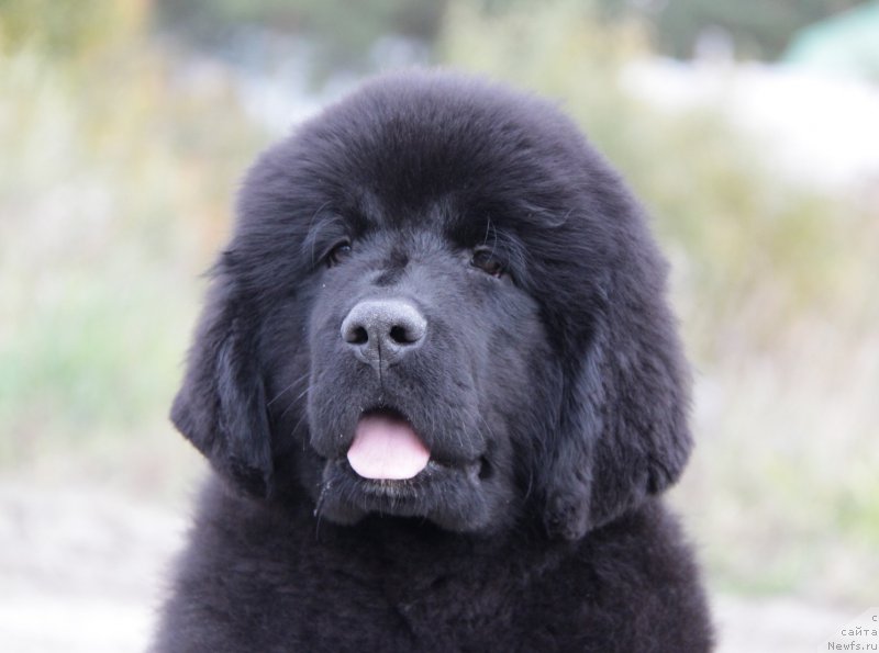 Фото: ньюфаундленд Акватория Келвин Американка