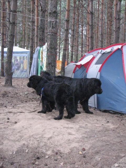 Фото: ньюфаундленд Рокот Волны Варга Кара Аюлар (Rokot Volny Varga Kara Ayular), ньюфаундленд Маг Исполин Копперфильд
