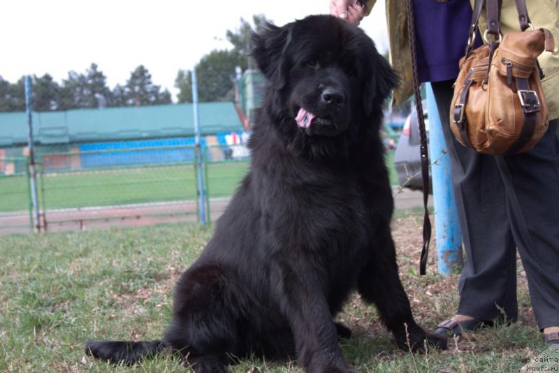 Фото: ньюфаундленд Шабли с Берега Дона