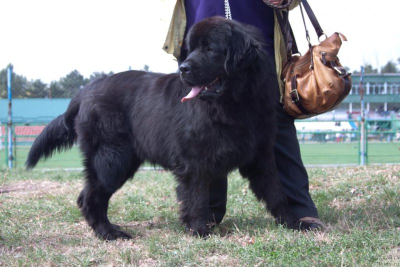 Фото: ньюфаундленд Шабли с Берега Дона