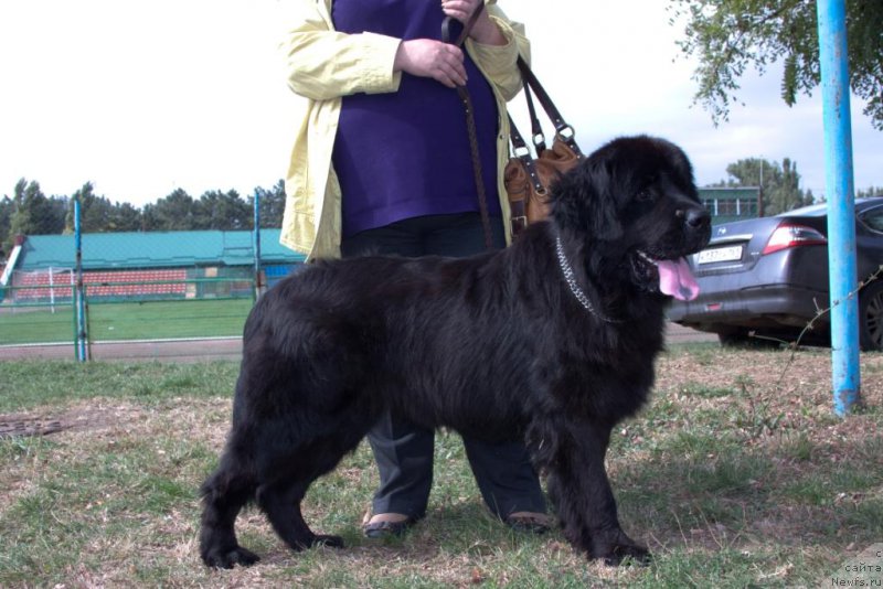 Фото: ньюфаундленд Шабли с Берега Дона
