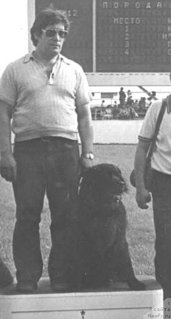 Фото: ньюфаундленд Камилла