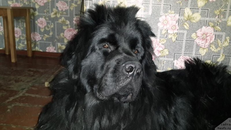 Фото: ньюфаундленд Черная Мафия Зип Ароунд (Chernaya Mafia Zip Around)