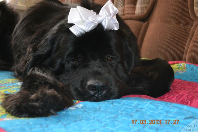 Фото: ньюфаундленд Акватория Келвин Королева Марго