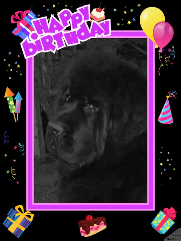 Фото: ньюфаундленд Смигар Галакси Шелл Вин (Smigar Galaxsy Shall Win)