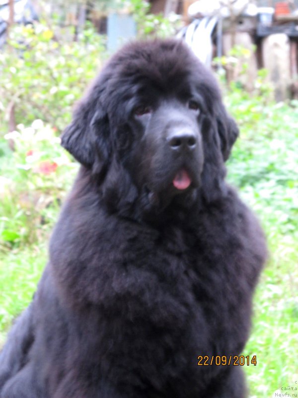 Фото: ньюфаундленд Смигар Северная Верона
