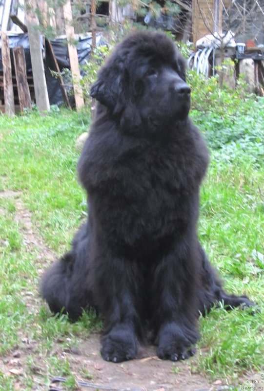 Фото: ньюфаундленд Смигар Северная Верона