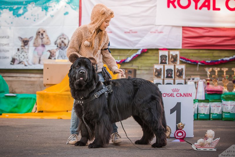 Фото: ньюфаундленд Донатс Прайд Бэт Мидлер