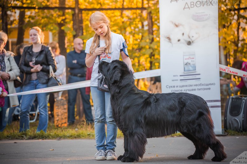 Фото: ньюфаундленд Донатс Прайд Бэт Мидлер