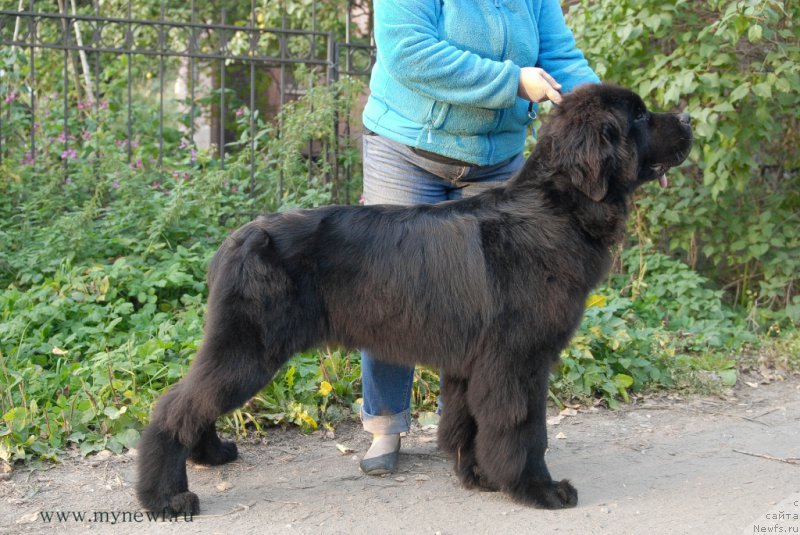 Фото: ньюфаундленд Сент Джонс Конан