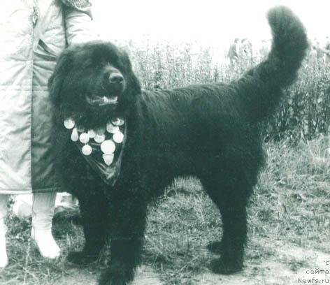 Фото: ньюфаундленд Нерон Райри