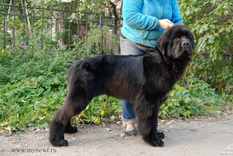 Фото: ньюфаундленд Сент Джонс Конан