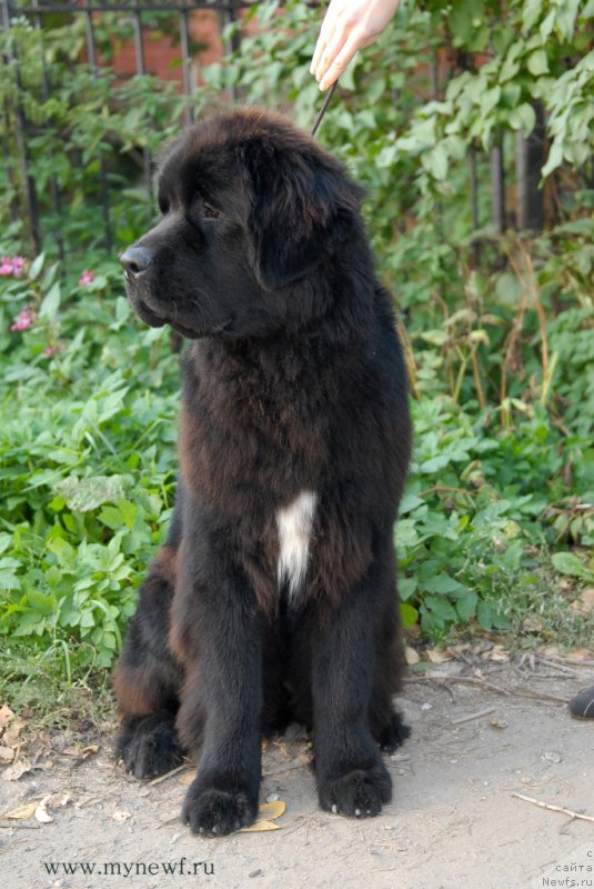 Фото: ньюфаундленд Сент Джонс Конан