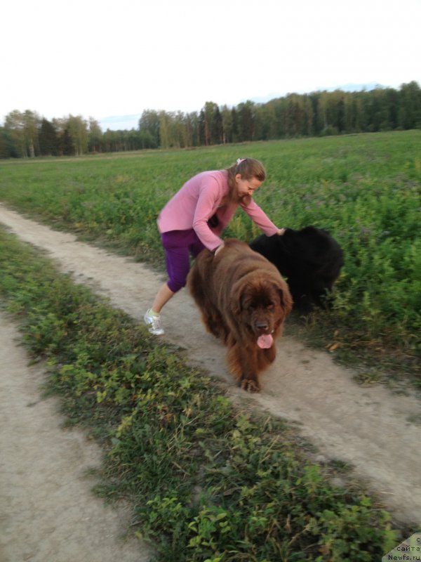 Фото: Татьяна Розанова, ньюфаундленд Черный Шарм Ангельская Красота (Chernyi Sharm Angel'skaya Krasota), ньюфаундленд Бегущая по Волнам Фогет Ми Нот