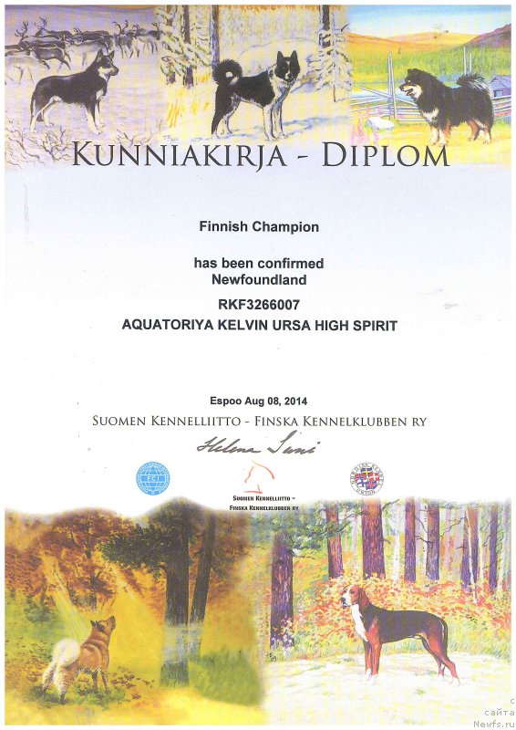Фото: ньюфаундленд Акватория Келвин Урса Хай Спирит (Aquatoria Kelvin Ursa High Spirit)