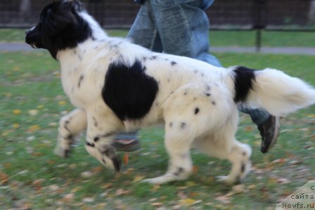 Фото: ньюфаундленд Сент Джонс Исида