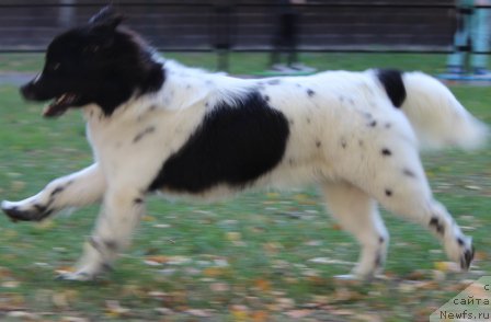 Фото: ньюфаундленд Сент Джонс Исида