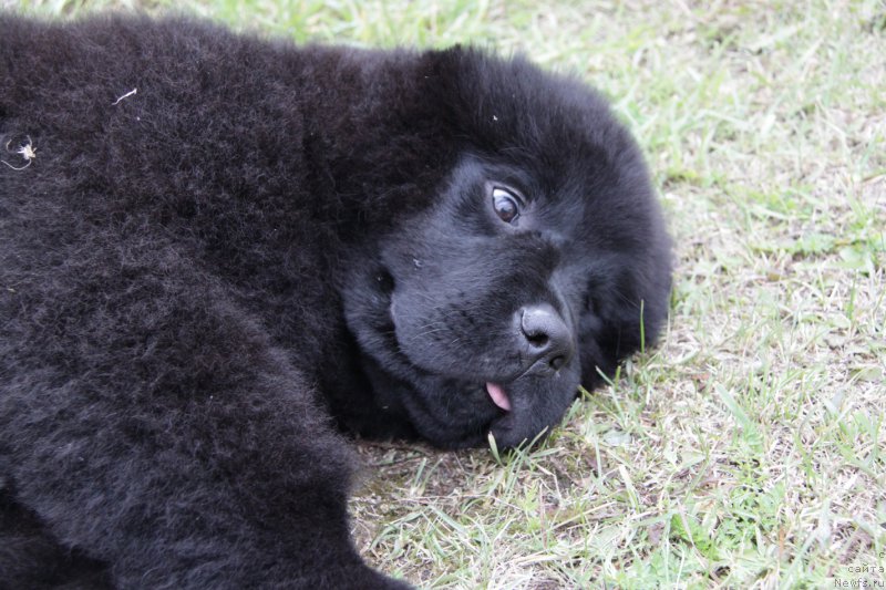 Фото: ньюфаундленд Акватория Келвин Аппле Свит